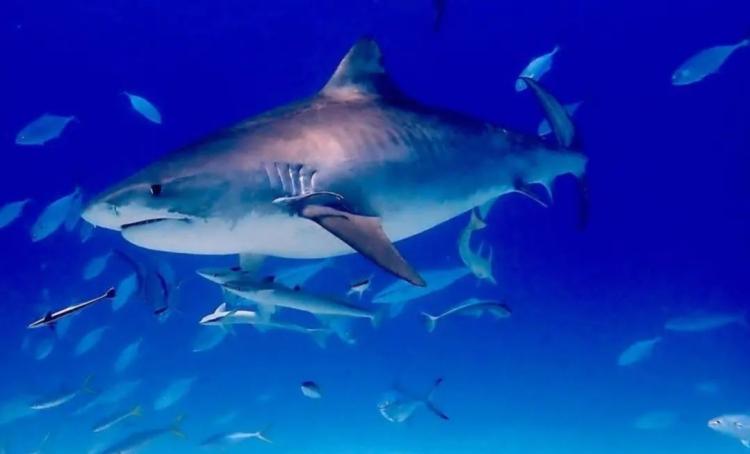 d02ea1a0-711d-11ef-8a6a-c9f554c7f2c7