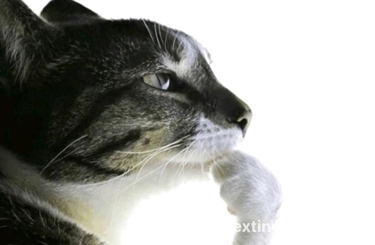 6136f320-56a3-11f0-bb77-bb5526390232