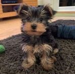 yorkie_puppie12