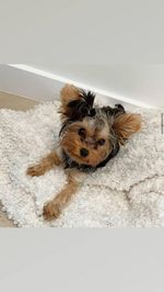yorkie_puppie12 picture