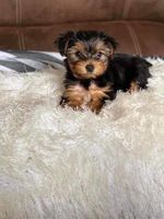 yorkie_puppie12 picture