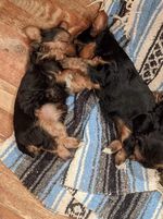 yorkie_puppie12 picture