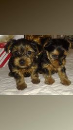 yorkie_puppie12 picture