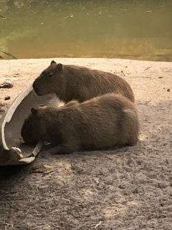 capybarabp