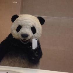 panda75