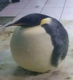 loserstrend