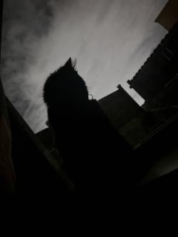 monke_guy566