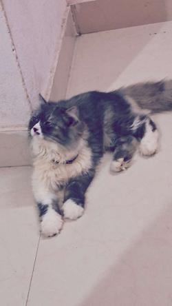 sriii