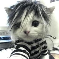 kittendem